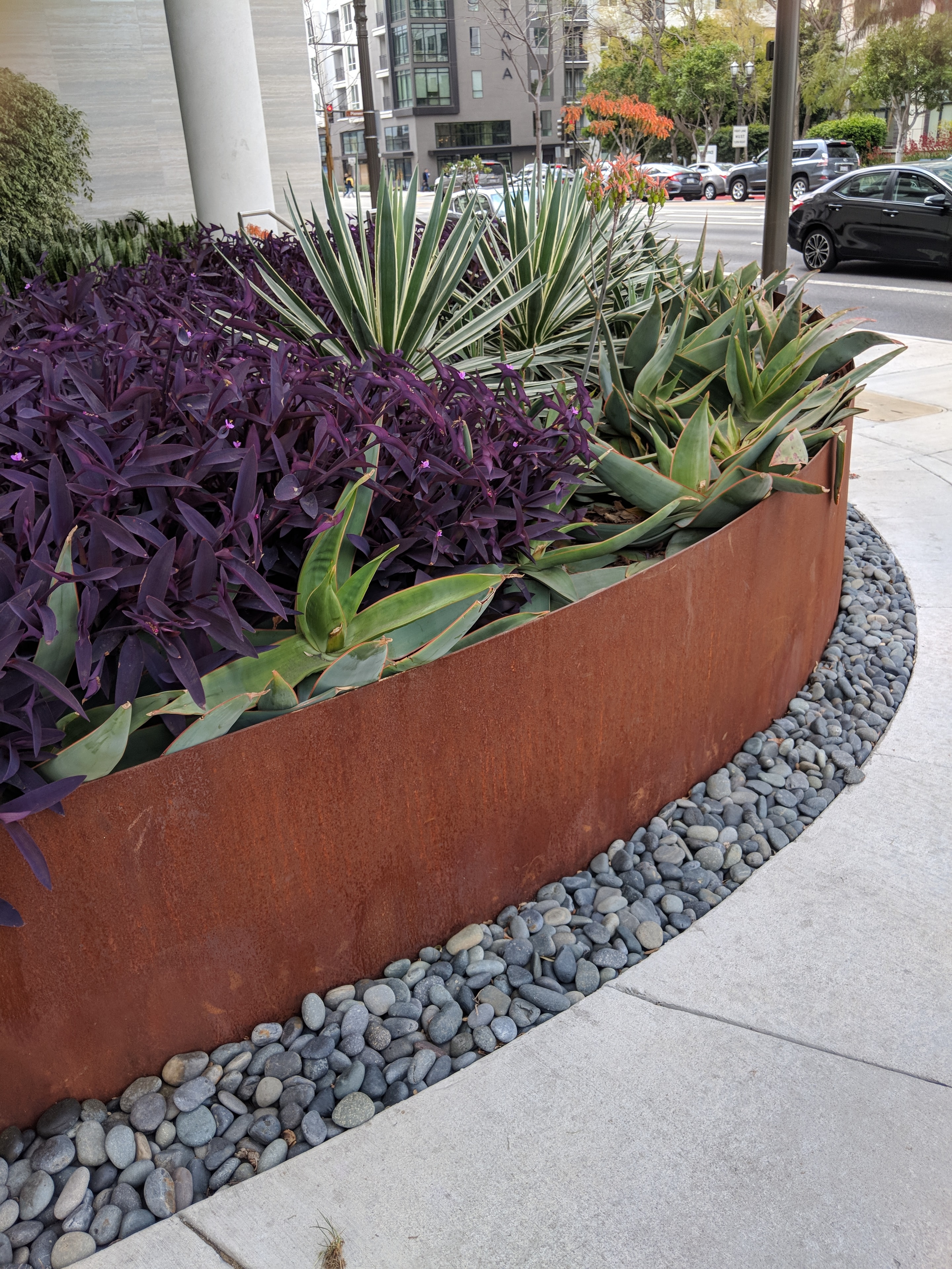 Curved planter border with black Mexican beach pebbles surrounding succulents and purple foliage