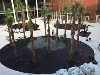 Black Mexican beach pebble installed in a large commercial landscaping project with palm trees
